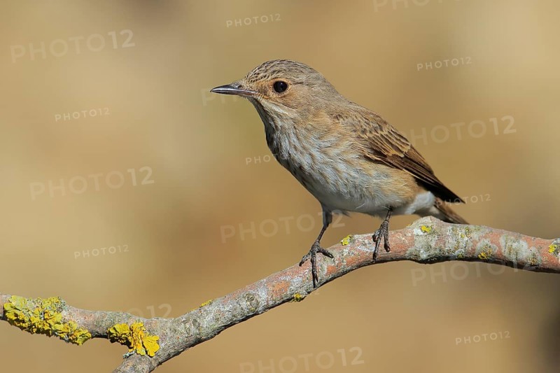 Spotted Flycatcher (Muscicapa striata) perched on lichen branch, Andalusia, Spain