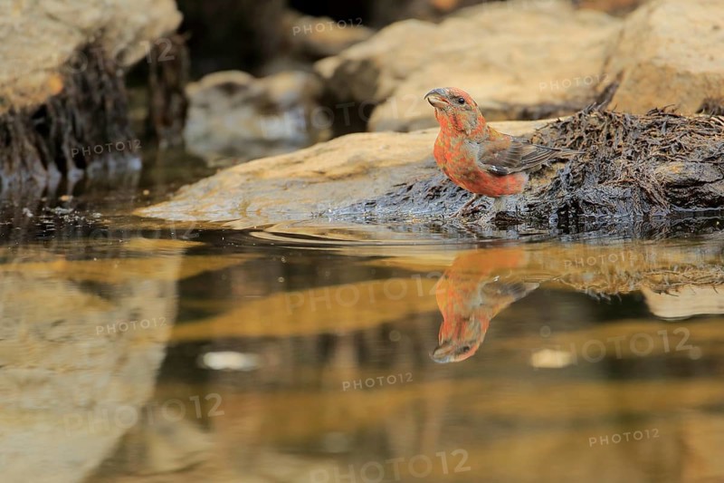 Red Crossbill (Loxia curvirostra) male drinking at waterhole, Andalusia, Spain