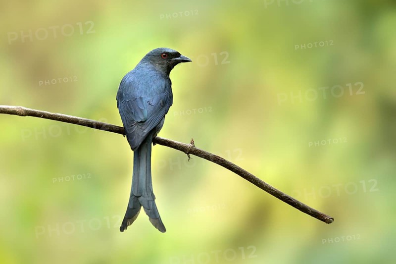 Ashy Drongo (Dicrurus leucophaeus), Yunnan, China