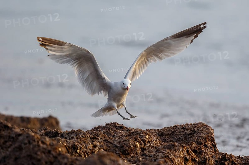 Audouin's Gull (Ichthyaetus audouinii) landing, Spain