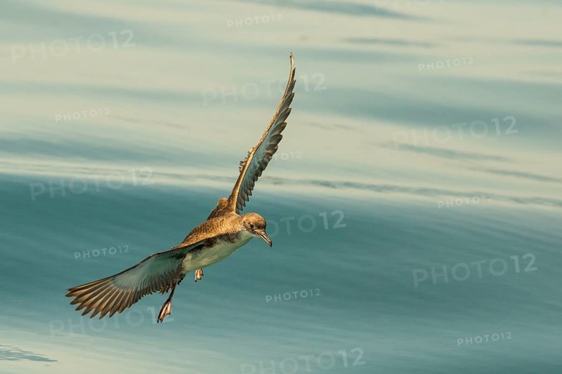 Yelkouan Shearwater (Puffinus yelkouan) flying, Tuscany, Italy