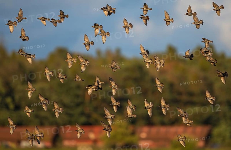 Common Starling (Sturnus vulgaris) flock flying, Brandenburg, Germany