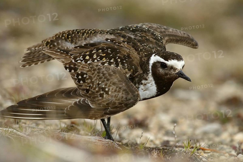 American Golden Plover (Pluvialis dominica), Manitoba, Canada