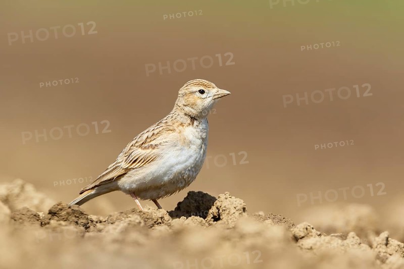 Greater Short-toed Lark (Calandrella brachydactyla), Podhum, Croatia