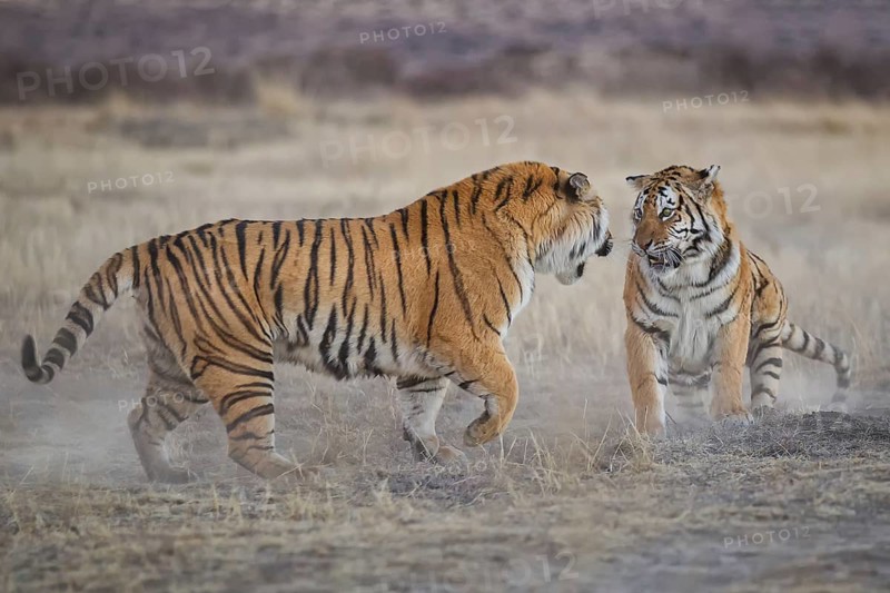 Bengal Tiger (Panthera tigris) two females fighting, captive, Philippolis, South Africa