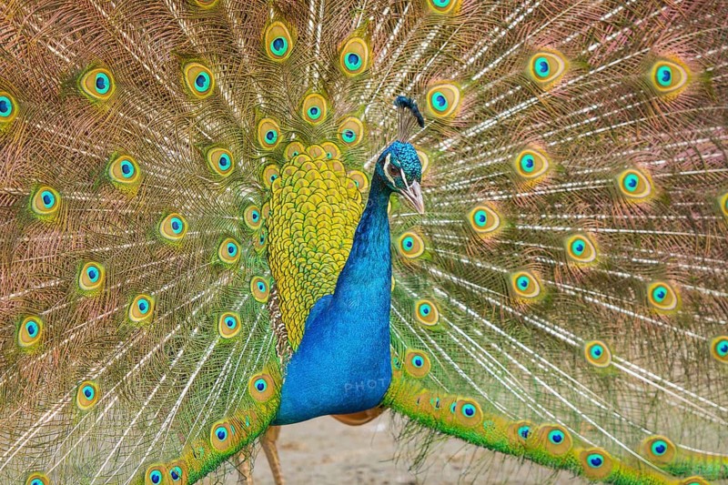 Indian Peafowl (Pavo cristatus), male at courtship display, Castilla Leon, Spain