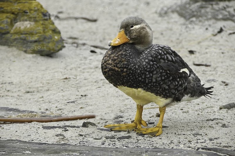 Flying Steamer Duck (Tachyeres patachonicus), Falkland Islands