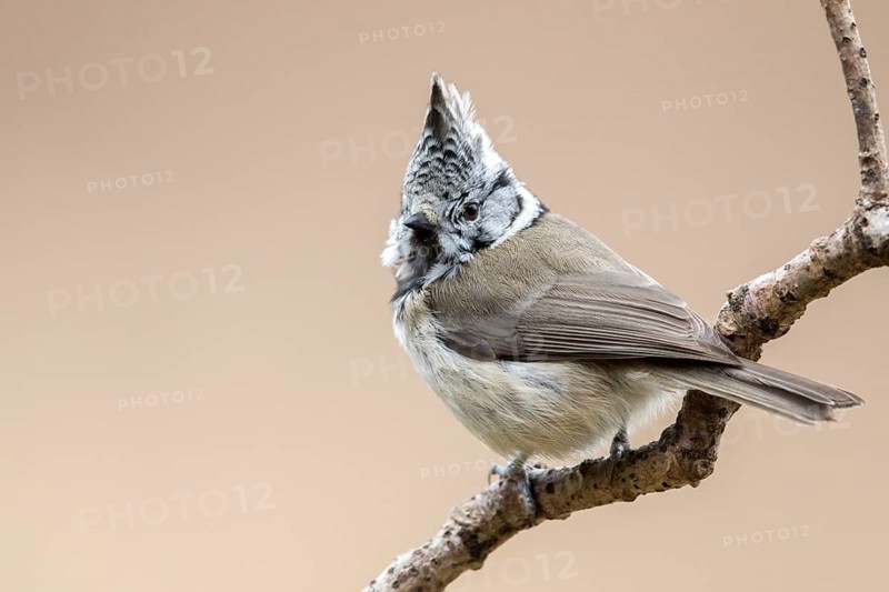 European Crested Tit (Lophophanes cristatus) perched on a branch, Bialowieza National Park, Poland