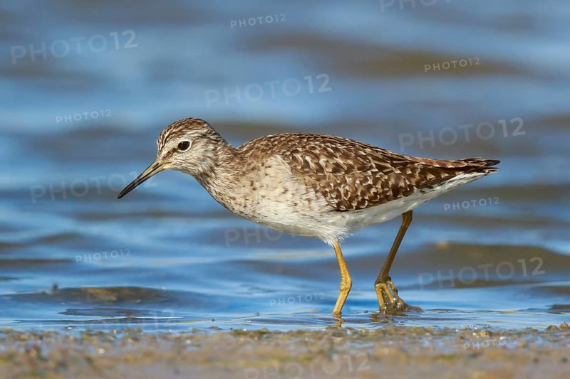 Wood Sandpiper (Tringa glareola) foraging, Lesvos, Greece
