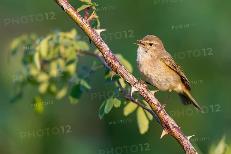 Common Chiffchaff (Phylloscopus collybita) singing from a thorny branch, Poland