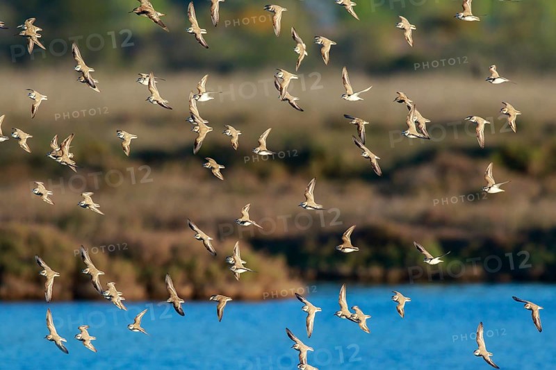 Kentish Plover (Charadrius alexandrinus) group flying, Mallorca, Spain