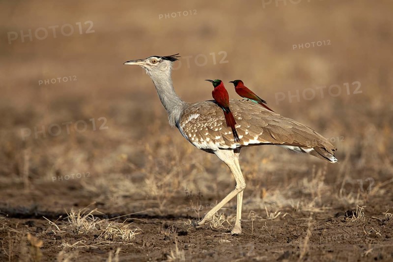 Arabian Bustard (Ardeotis arabs) with Northern Carmine Bee-eater (Merops nubicus) on its back, Aledeghi National Park, Ethiopia