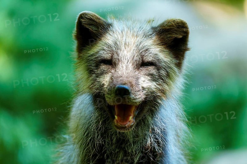Close-up of a smiling fox in a forest, showing a happy and friendly demeanour, Arctic fox, (Alopex lagopus) Germany