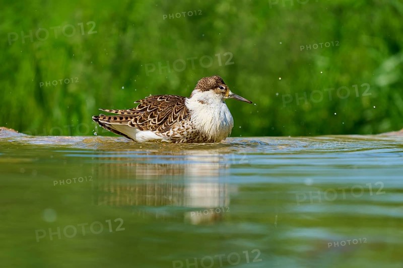 Bird swimming in the water, surrounded by green nature, Ruff (Calidris pugnax), spring, France