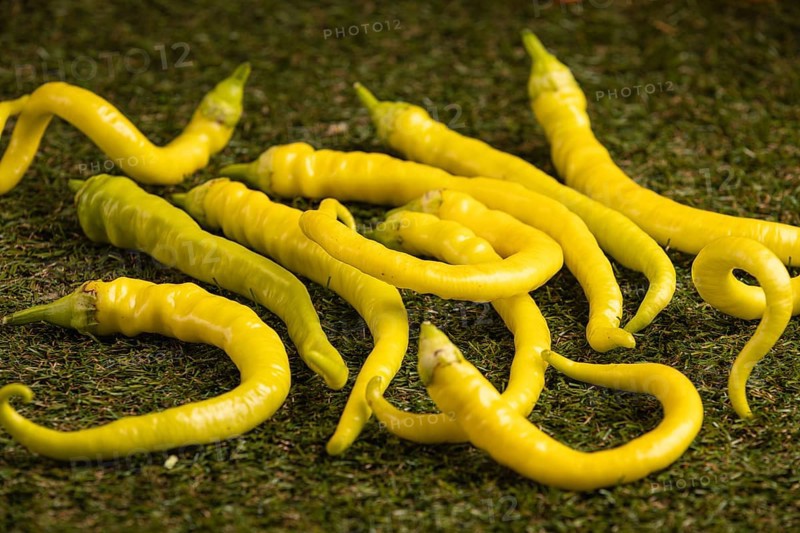 Fresh peppers with slightly twisted shapes on green grass
