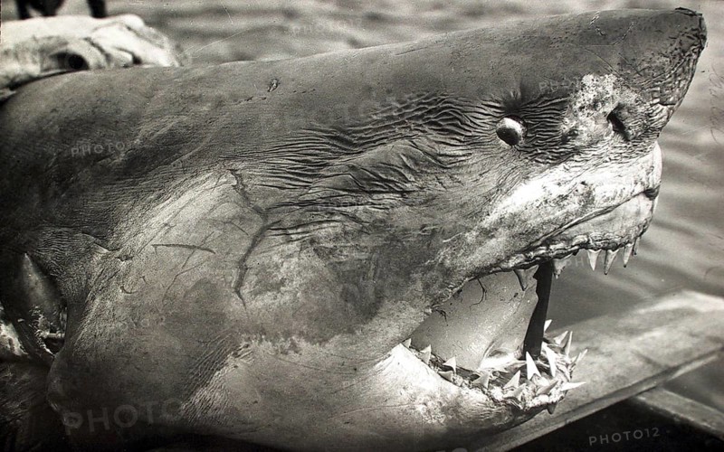 Great white shark (Carcharodon carcharias), portrait with open mouth, teeth, ca. 1930, South Africa