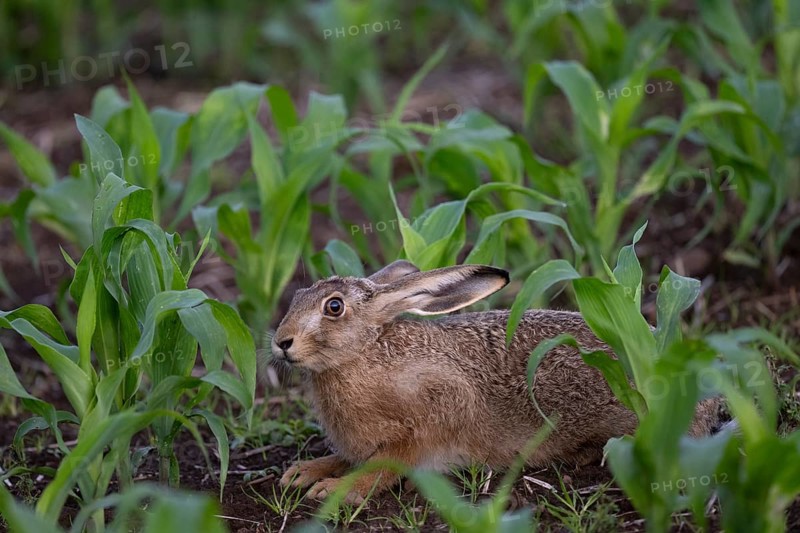 Brown hare in a maize field, Wittlich, Rhineland-Palatinate, Germany