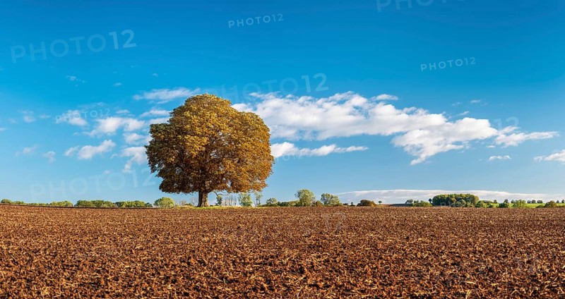 Ploughed field with solitary horse chestnut under a blue sky with white clouds in autumn, Bad Bibra, Saxony-Anhalt, Germany