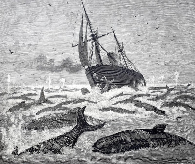 The steamship Newport encounters a large group of whales on the Delaware promontory, 1888, America, Historical, digitally enhanced reproduction of a 19th century original
