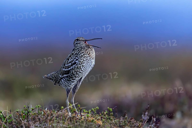 Great snipe (Gallinago media) male calling during courtship display at lek at dusk on tundra breeding ground in spring (June), Sweden, Scandinavia