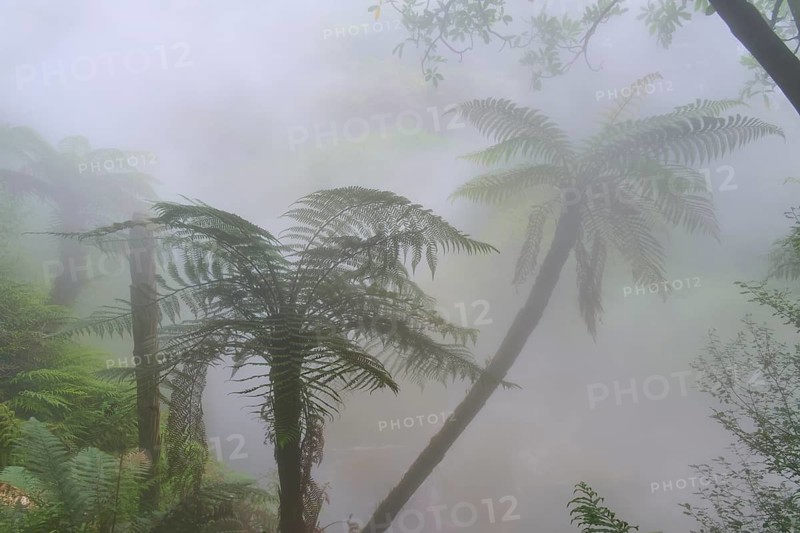 Hazy forest with fern trees and dense green foliage in the mist, Te Manaroa Spring, Hot Spring, Waikite Valley, Bay of Plenty, North Island, New Zealand