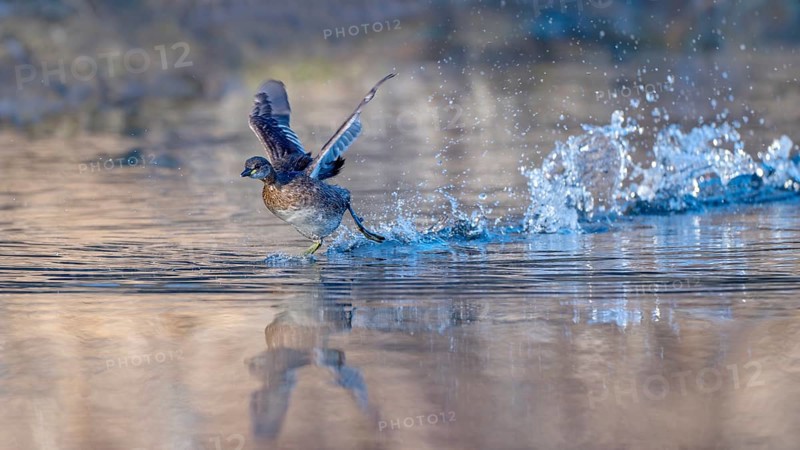Little grebe (Tachypaptus ruficollis), taking off from the water, Jenbach, Tyrol, Austria