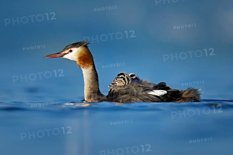 Great Crested Grebe (Podiceps Scalloped ribbonfish), with two chicks in plumage swimming in the water, Lake Zug, Canton Zug, Switzerland