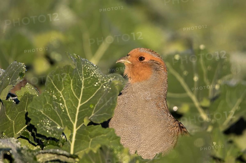 Grey Partridge (Perdix perdix), Thuringia, Germany