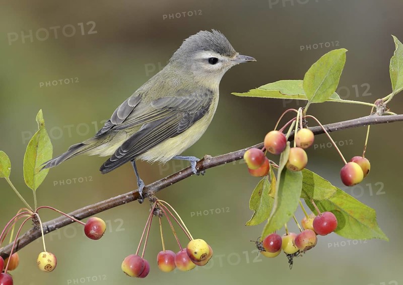 Warbling Vireo (Vireo gilvus), British Columbia, Canada