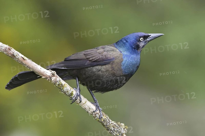 Common Grackle (Quiscalus quiscula), Ontario, Canada