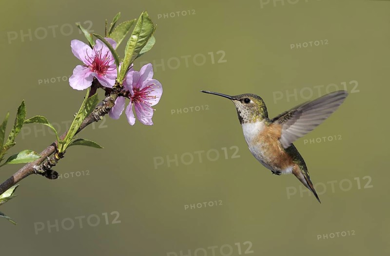 Rufous Hummingbird (Selasphorus rufus) female, British Columbia, Canada