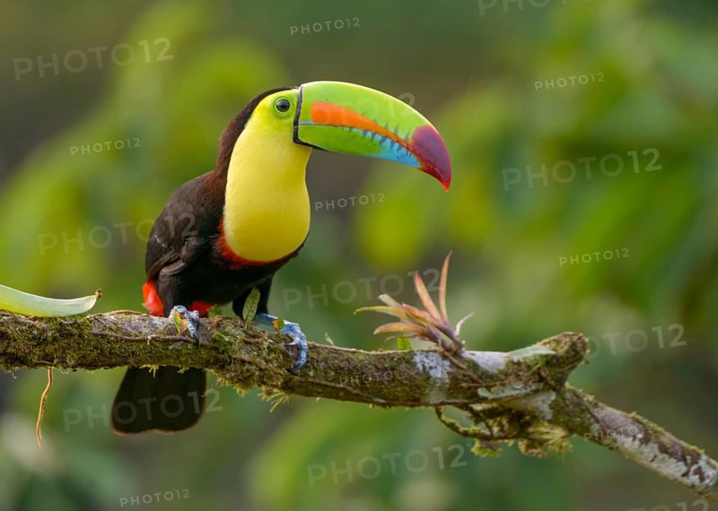 Keel-billed Toucan (Ramphastos sulfuratus) - at Laguna Lagarto Lodge near Boca Tapada, Costa Rica