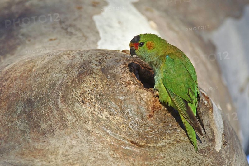 Purple-crowned Lorikeet (Parvipsitta porphyrocephala), Victoria, Australia