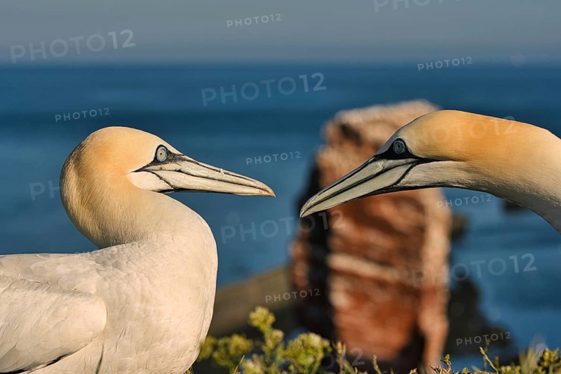 Northern Gannet (Morus bassanus) pair, Schleswig-Holstein, Germany