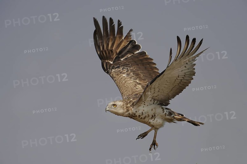 Short-toed Snake Eagle (Circaetus gallicus), India