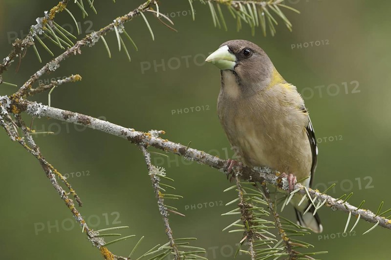 Evening Grosbeak (Hesperiphona vespertina) female, British Columbia, Canada
