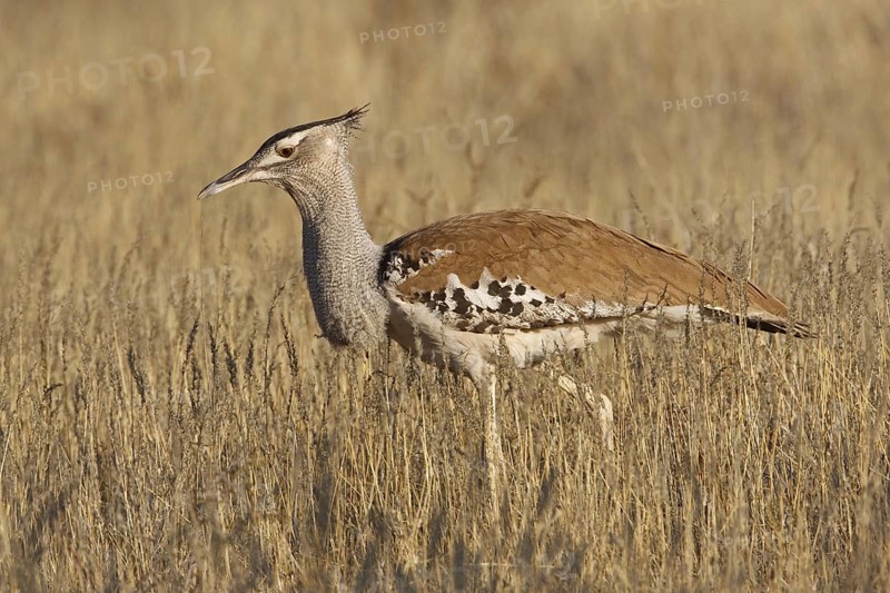Kori Bustard (Ardeotis kori), Northern Cape, South Africa