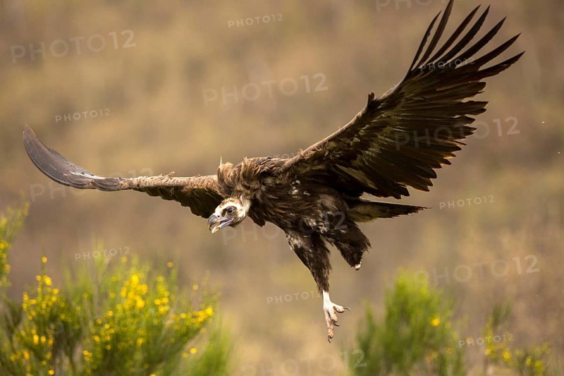 Cinereous Vulture (Aegypius monachus) flying, Castile and Leon, Spain
