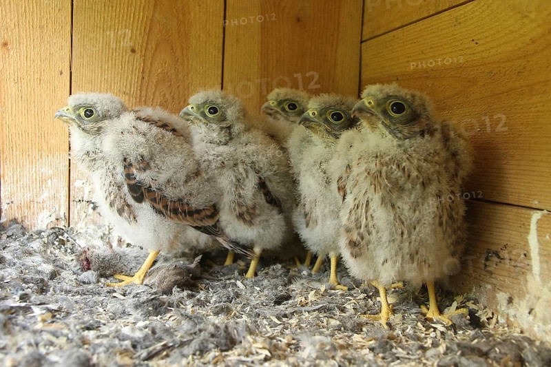 Common Kestrel (Falco tinnunculus) juvenile, Lower Saxony, Germany