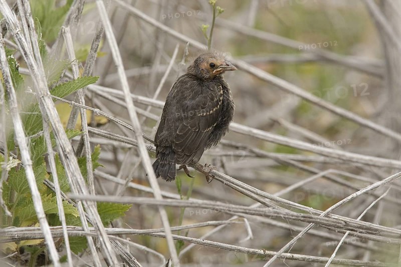 Tricolored Blackbird (Agelaius tricolor) juvenile, Hawaii, USA