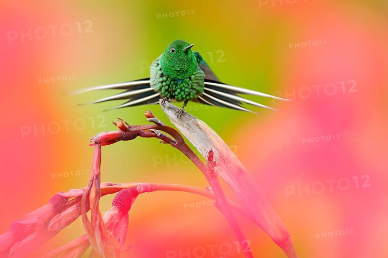 Nice hummingbird Green Thorn-tail, Discosura conversii with blurred pink and red flowers in background, La Paz, Costa Rica. Art view on nature. Wildlife scene in nature, beautiful spread tail