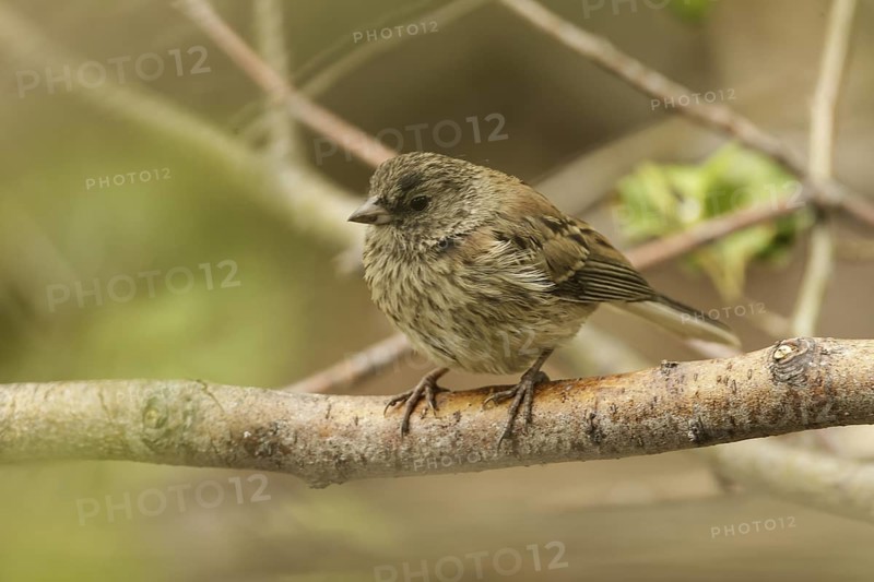 Thick-billed Fox Sparrow (Passerella megarhyncha) juvenile, Inyo, County, California, USA