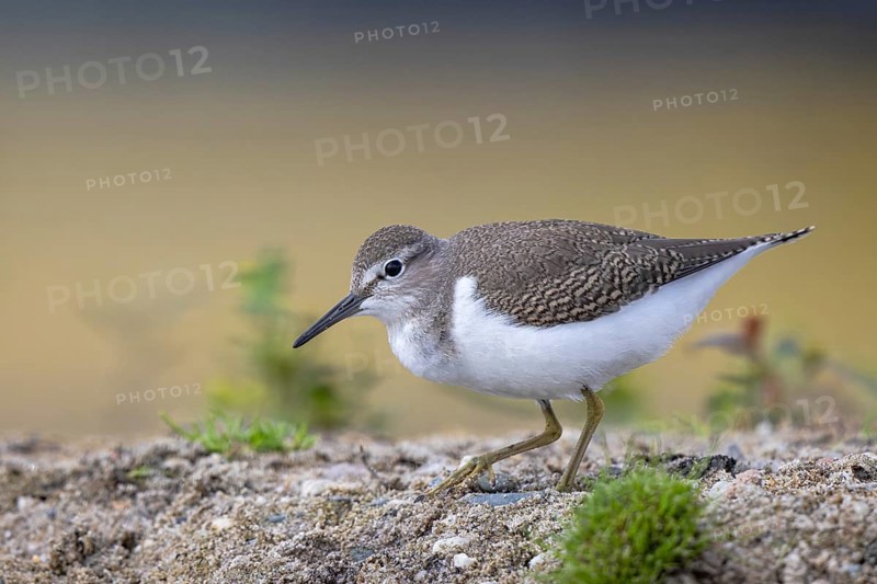 Common Sandpiper (Actitis hypoleucos), North Rhine-Westphalia, Germany