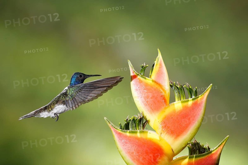 White-necked Jacobin (Florisuga mellivora) male flying and feeding on flower nectar, Costa Rica