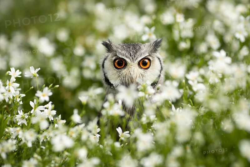 Southern White-faced Owl (Ptilopsis granti) captive, Germany