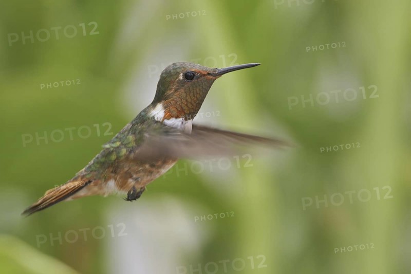 Scintillant Hummingbird (Selasphorus scintilla), Costa Rica