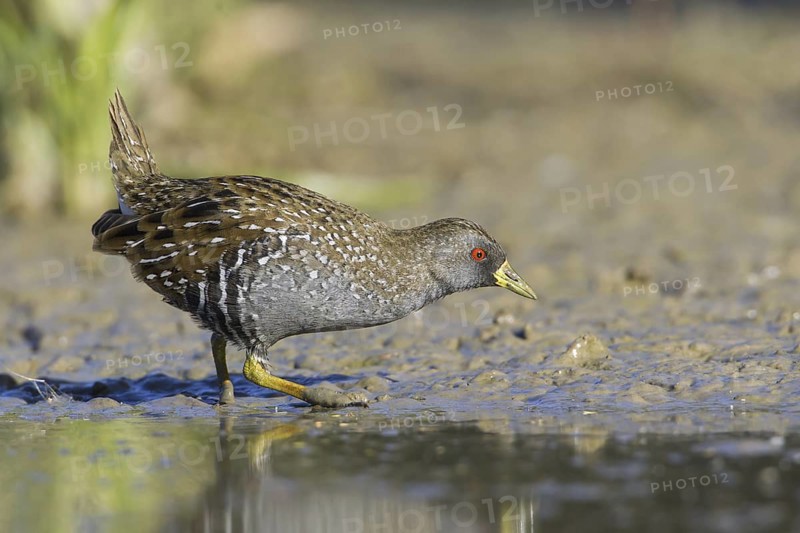 Australian Crake (Porzana fluminea), Victoria, Australia