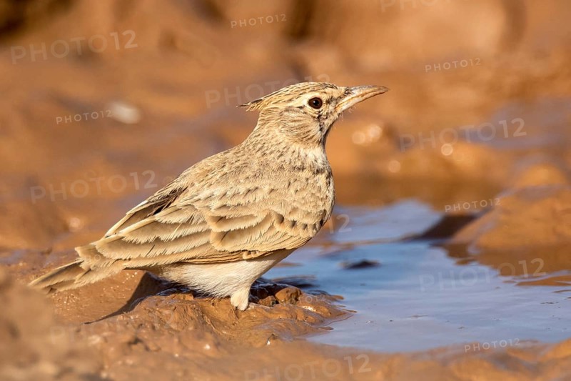 Maghreb Lark (Galerida macrorhyncha randonii) at a waterhole, Rgabi, Morocco