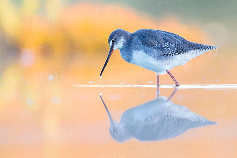 Spotted Redshank (Tringa erythropus) foraging, Groningen, Netherlands