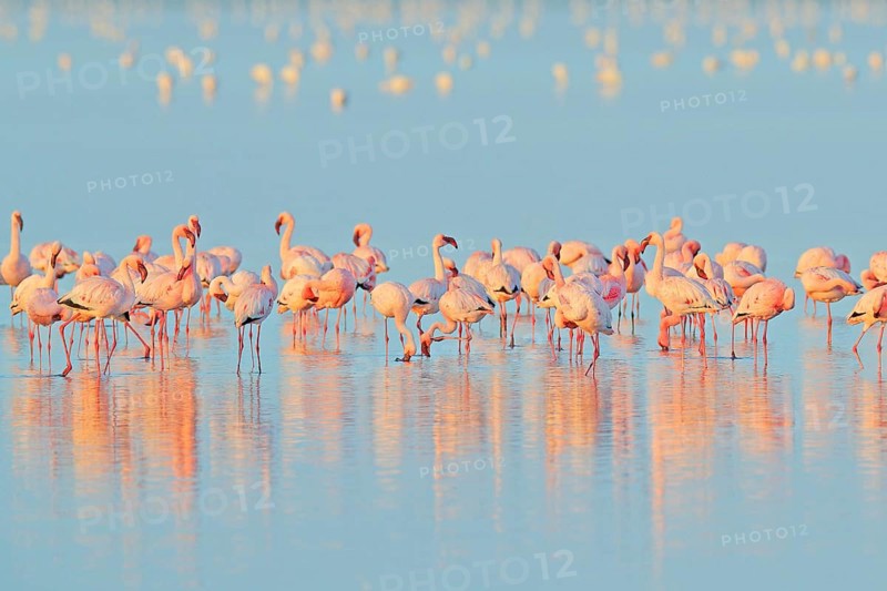 Lesser Flamingo, Phoeniconaias minor, flock of pink bird in the blue water. Wildlife scene from wild nature. Flock of flamingos walking and feeding in the water, Walvis Bay, Namibia in Africa